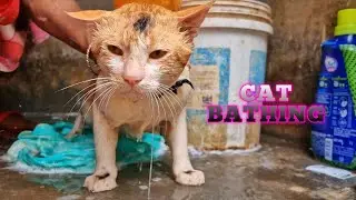 Bath Time Drama! My Cat&rsquo;s Epic Meltdown