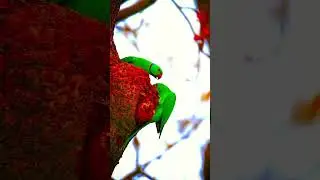 #dipak kumar #beauty full video #birds