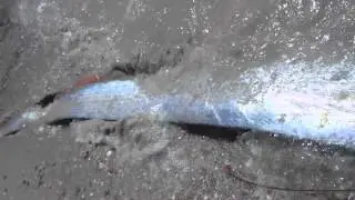 Oarfish Encounter, Sea of Cortez