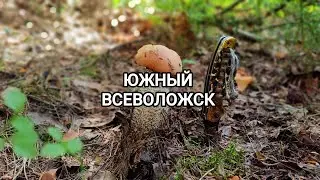 Грибов мало, но они есть. Ждём третий слой грибов. Ленинградская область Всеволожск