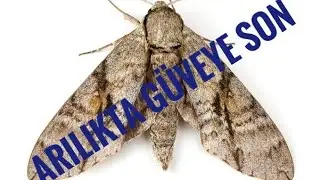 Arılığımdaki g&uuml;ve sorununu &ccedil;&ouml;zd&uuml;m 30 Ekim 2022