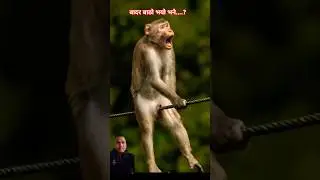 #monkey #cleaver #you #know