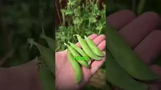 Честный отзыв на высокие грядки - показываю урожай #загородныйдом