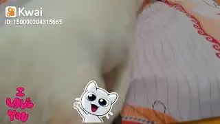 🐱Gatinho-16.04.20