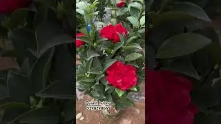 Hoa tr&agrave; My tứ qu&yacute;- Hoa nở quanh năm gi&aacute; chỉ từ 2xx