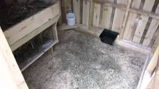Our Nigerian Dwarf Goat Setup