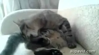 Голова vs. Хвост и Ноги