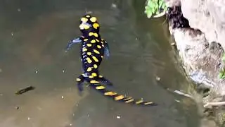 climbing salamandra 2