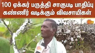 Cotton Plant | Paruthi Chedi | Mavupoochi | Kallipoochi | Nellai | Sun News