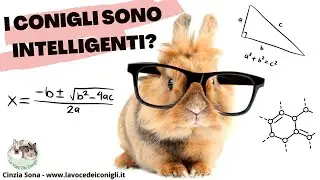 I CONIGLI sono INTELLIGENTI? #conigli