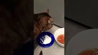 Кошка Монечка душевно кушает вечернюю сметанушку! #кошки #cats #cat