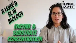Effect Of Enzyme & Substrate Concentrations On Enzyme Activity | A Level & SL IB Biology