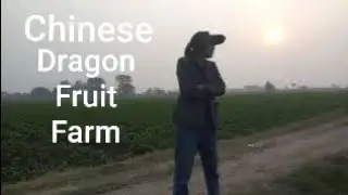 Pakistan Chinese Dragon Fruit Farm | Pitaya | Lahore | Pakistan #gardening #fruit #nature