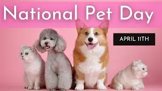 National Pet - Day April 1 #nationalpetday 🐶🐱🐷🦝