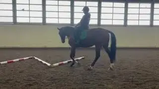 My Money Honey - Adoptable Standardbred Available in New Carlisle, OH