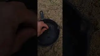 planting hibiscus seeds with goat poops