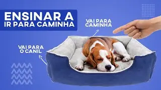 COMO ENSINAR O COMANDO IR PARA CAMA NA PRÁTICA! (2021)