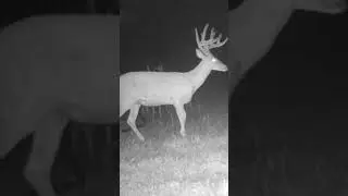Sweetwater Plantation Buck Cam 51