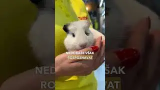 Jak vid&iacute; morče