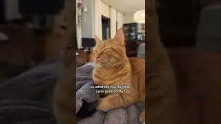 #cats #pets #funny #fumnyvideos #Funny animals #foryou #Toxi
