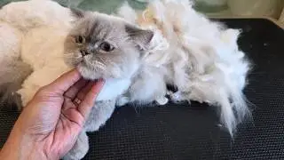Целую эту кошечку 😘😍💕