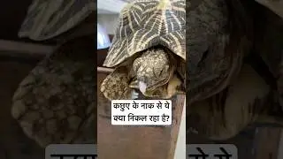 Why is water coming out of the turtle's nose? Tortoise Respiratory Infection #indianstartortoise