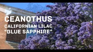 Ceanothus 'Blue Sapphire' | Californian lilac | Full bloom | Bee magnet | Spring 2020