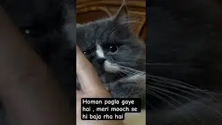 Homan mad #catshorts #cat #funny #catlovers #trending #music #pets #shorts #reels #mycat #meowgical
