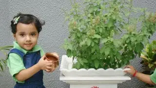 Why do we worship Tulsi Plant?