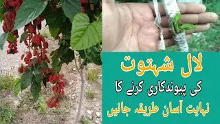 Grafting mulberry Method & Weather