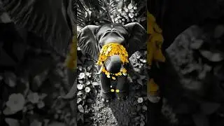The blessing of an elephant. awesome lucky. #shorts