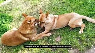 Como conseguir un Can de Palleiro