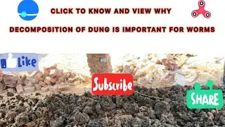 Why Decomposition, Aeration, and Turning Are Key for Successful Vermicomposting with Cow Dung🔥🔥