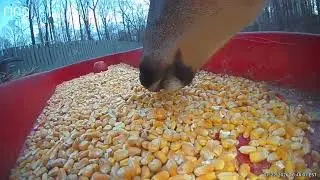 Messy Deer Dinner, Bully Fox, and the Raccoon Who Came Back With Backup