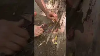 Семечки миндаля! Чем больше знаешь, тем лучше 🤓 #природа #путешествия