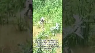 versatile dog is an extraordinary and fascinating companion