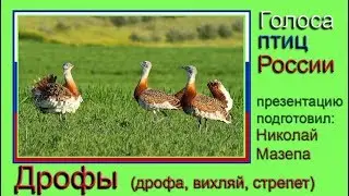 Дрофы. Голоса птиц России