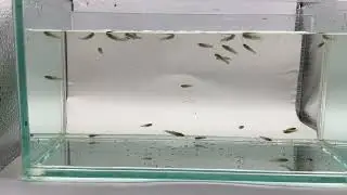 Wildtype Liberty Molly hybrids