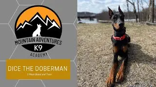 Pottstown Dog Trainers l Dice, 18 Month Old Doberman l MAK9 Academy
