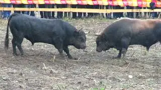 Ringo od Edhir Tukić vs Ru&scaron;ko od Benito Brajković Brestovsko 2023