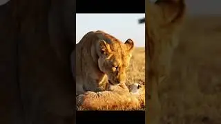 Wildlife Drama You&rsquo;ve Never Seen in the African Savanna! #youtubeshorts #shorts #animals