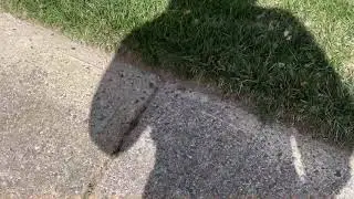 Gigantic Colony of Pavement Ants Found