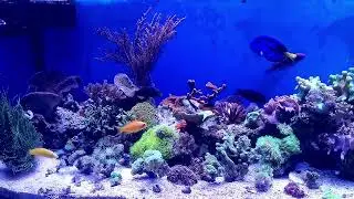 Ago's Reef Tank