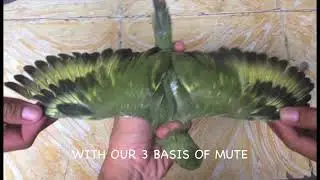 MUTATION VS MODIFICATION