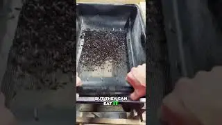 Mealworms: The Surprising Plastic Solution?