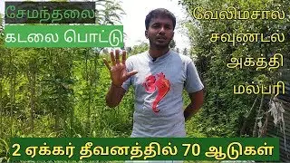 பரண்மேல் ஆடுவளர்ப்பிற்கான தீவன மேலாண்மை - 2 ஏக்கர் = 70 ஆடுகள்