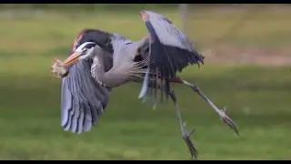 Great Blue Heron catching gophers in local park
