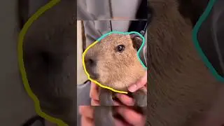 Capybara Cuteness Overload! 🐾 Animated Adventures #capybara #masbro #无敌水豚 #rodents #capivara