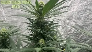 Exodus Cheese Indoor Grow-The HLG550 LED Week 2 day 5 In 4K