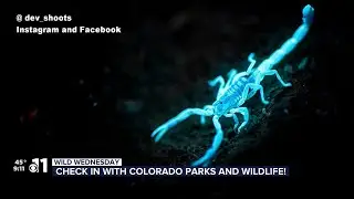 WATCH: Checking in with Colorado Parks and Wildlife for 'Wild Wednesday'!
